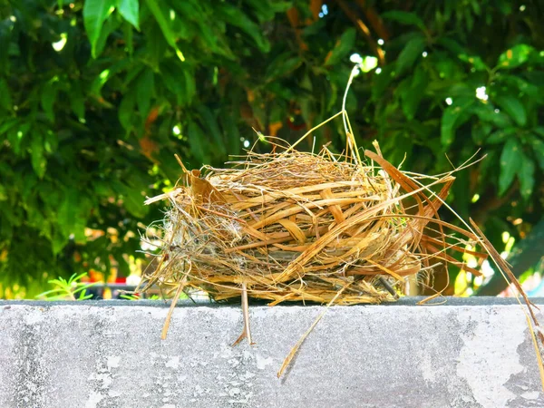 Close View Empty Bird Nest — Foto Stock