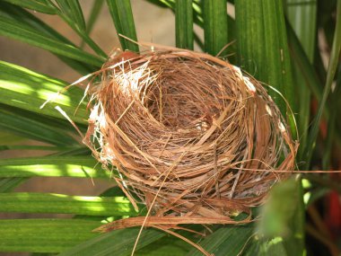 Boş kuş yuvasının yakın plan görüntüsü 