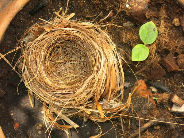 Close View Empty Bird Nest — Stockfoto