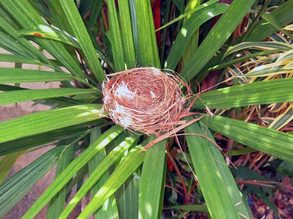 Close View Empty Bird Nest — 图库照片