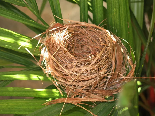 Boş kuş yuvasının yakın plan görüntüsü 