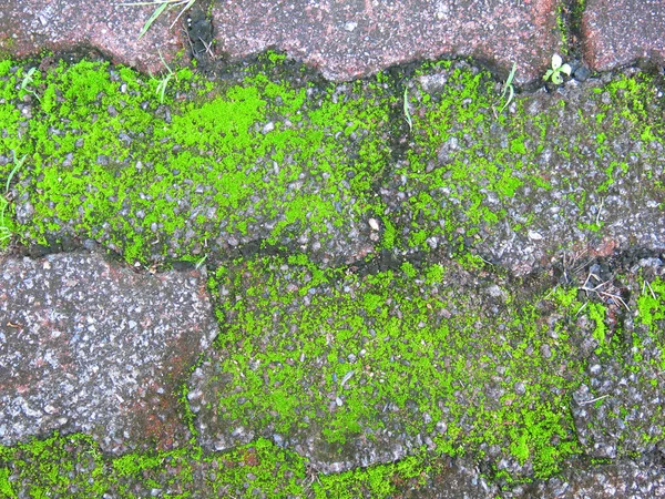 Texture Stone Wall Cracks Moss — Stock Photo, Image