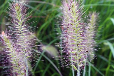 Mor bir bulanık tesisinde Çiy damlaları