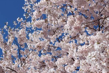 Baharda çiçeklenme pembe kiraz çiçekleri kümeleri