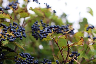 Erken sonbaharda Bush yaban mersini