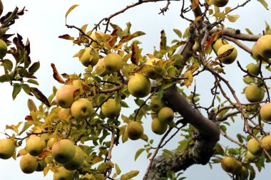 Sonbaharda ağaç üzerinde yeşil kahverengi sarı elmalar