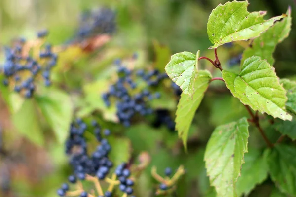 Blaubeeren Strauch Frühherbst — Stockfoto