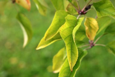 Yeşil yaprakları sonbaharda bir elma ağacının