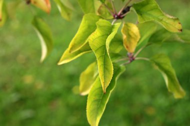 Yeşil yaprakları sonbaharda bir elma ağacının
