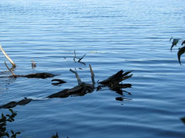 Yakındaki göle batık düşmüş bir ağaç dalları