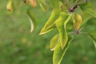 Yeşil yaprakları sonbaharda bir elma ağacının