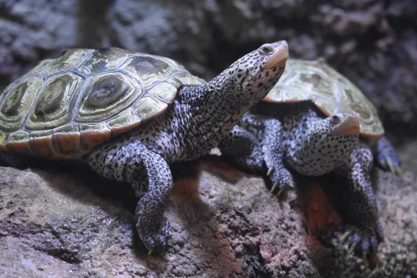 Wilde Schildkröten Oder Schildkröten Großaufnahme — Stockfoto