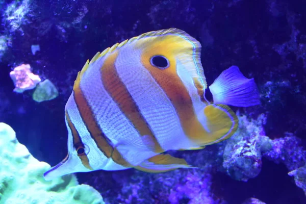 水族館で泳ぐ魚 — ストック写真