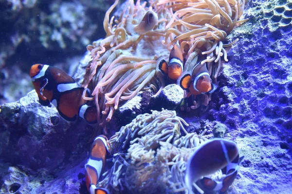 小丑鱼和珊瑚 — 图库照片