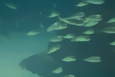 Suyun altında yüzen bir balık