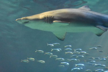 Köpekbalığı ve su altında balık