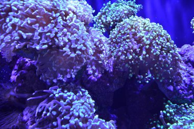 Mor deniz Anemone deniz yaşamı