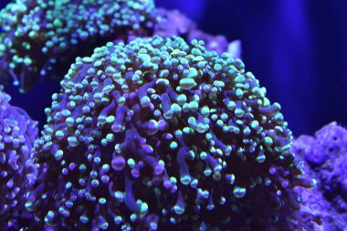 Deniz Anemone deniz yaşamı