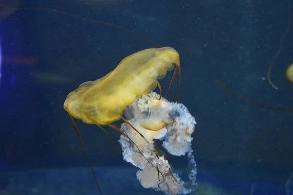 Meduse Vita Marina Sottomarina — Foto Stock