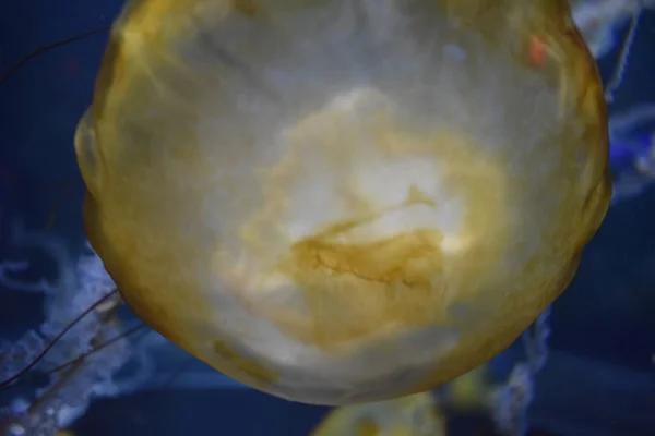 Medúzy Podvodní Mořský Život — Stock fotografie