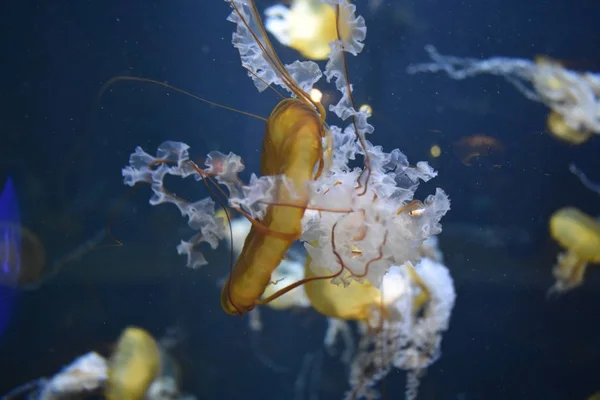 Meduse Vita Marina Sottomarina — Foto Stock