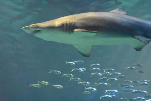Tiburón Pescado Bajo Agua —  Fotos de Stock