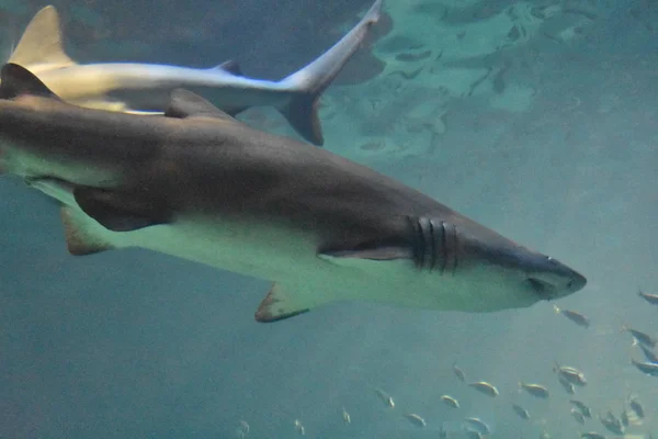 Shark Fish Underwater — Stock Photo, Image