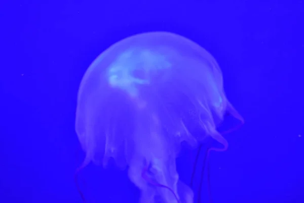 Modré Medúzy Podvodní Mořský Život — Stock fotografie