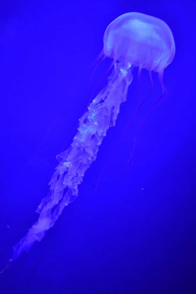Modré Medúzy Podvodní Mořský Život — Stock fotografie