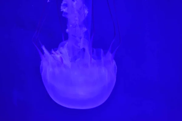 Medúzy Podvodní Mořský Život — Stock fotografie