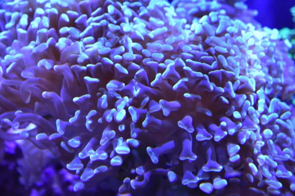 Purple Sea Anemone Mořský Život — Stock fotografie