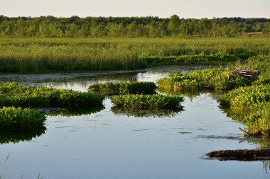 Marsh su ve sulak alanlar