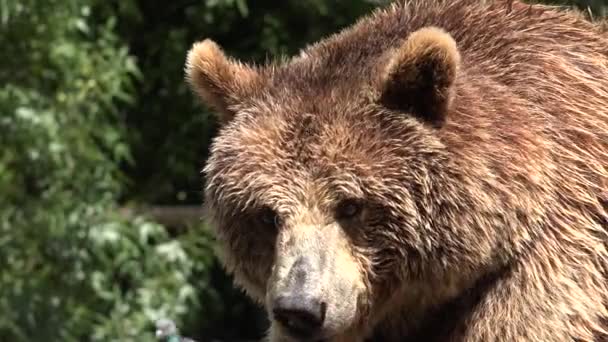 Urso Marrom Selvagem — Vídeo de Stock