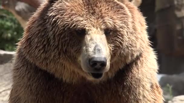 Μια Άγρια Αρκούδα Καφέ — Αρχείο Βίντεο
