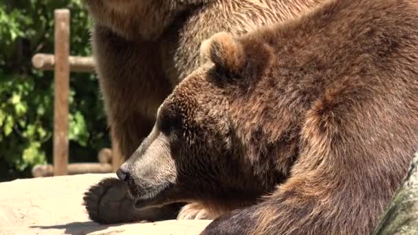 Дикий Бурый Медведь — стоковое видео
