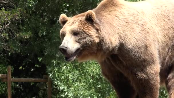 Divoký Medvěd Hnědý — Stock video