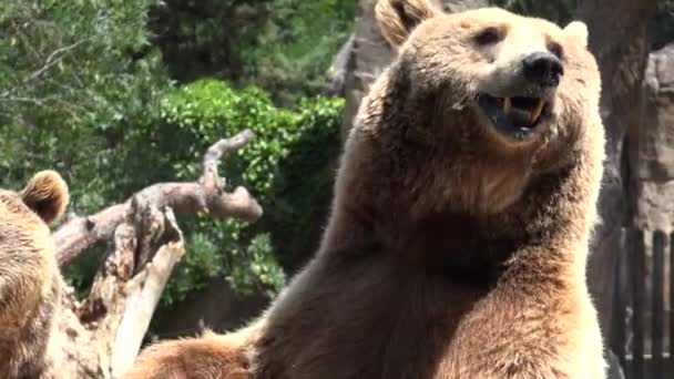 Ein Wilder Braunbär — Stockvideo