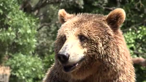 Divoký Medvěd Hnědý — Stock video