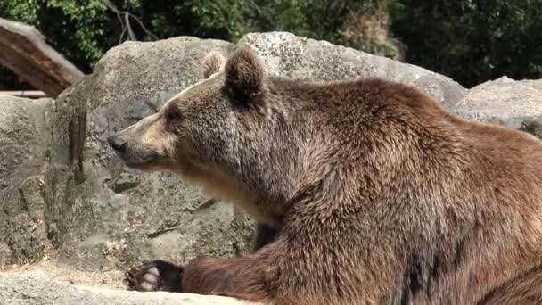 Urso Marrom Selvagem — Vídeo de Stock