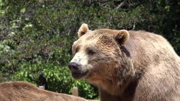 Oso Marrón Salvaje — Vídeos de Stock