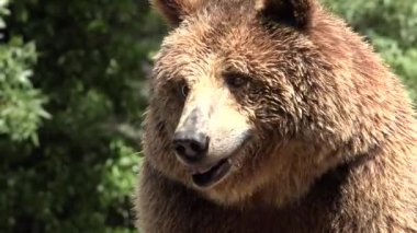 Vahşi vahşi boz ayı