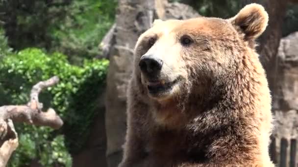 Ein Braunbär Freier Wildbahn — Stockvideo