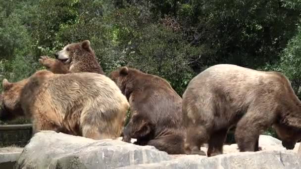 Hnědí Medvědi Zoo — Stock video
