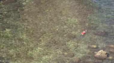 Sığ suda yüzüyor.