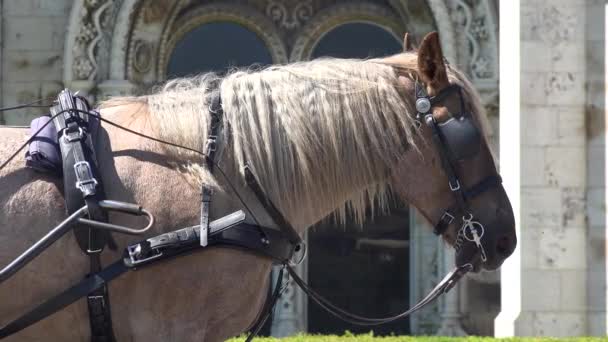 Carruagem Cavalo — Vídeo de Stock