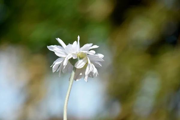 Weiße Blume Und Stiel — Stockfoto