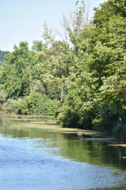Nehir su Gölü ağaçlar