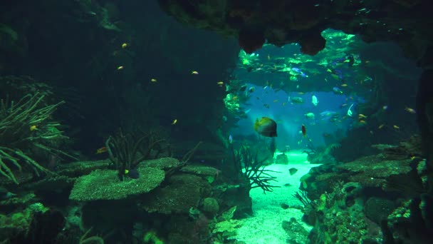 Peces en el acuario submarino — Vídeo de stock