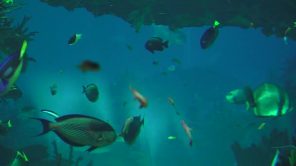 Poissons et requins sous-marins — Video