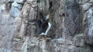 Bir Penguen Hayvan Yaban Hayatı